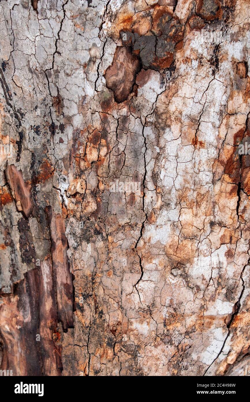 Naturgrau alter Baumrinde mit saftigem grünem Moos und Flechten. Bild von Rinde Kiefer. Natürlicher Hintergrund, Textur. Nahaufnahme von Kiefer. Stockfoto