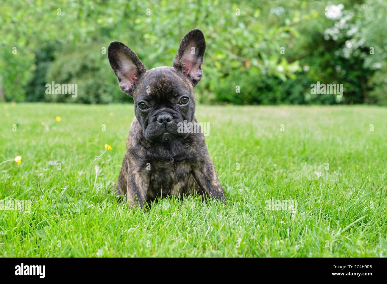 Welpe Schwarz Braun Brindle Franzosisch Bulldogge Sitzt Im Gras Naturlicher Hintergrund Stockfotografie Alamy
