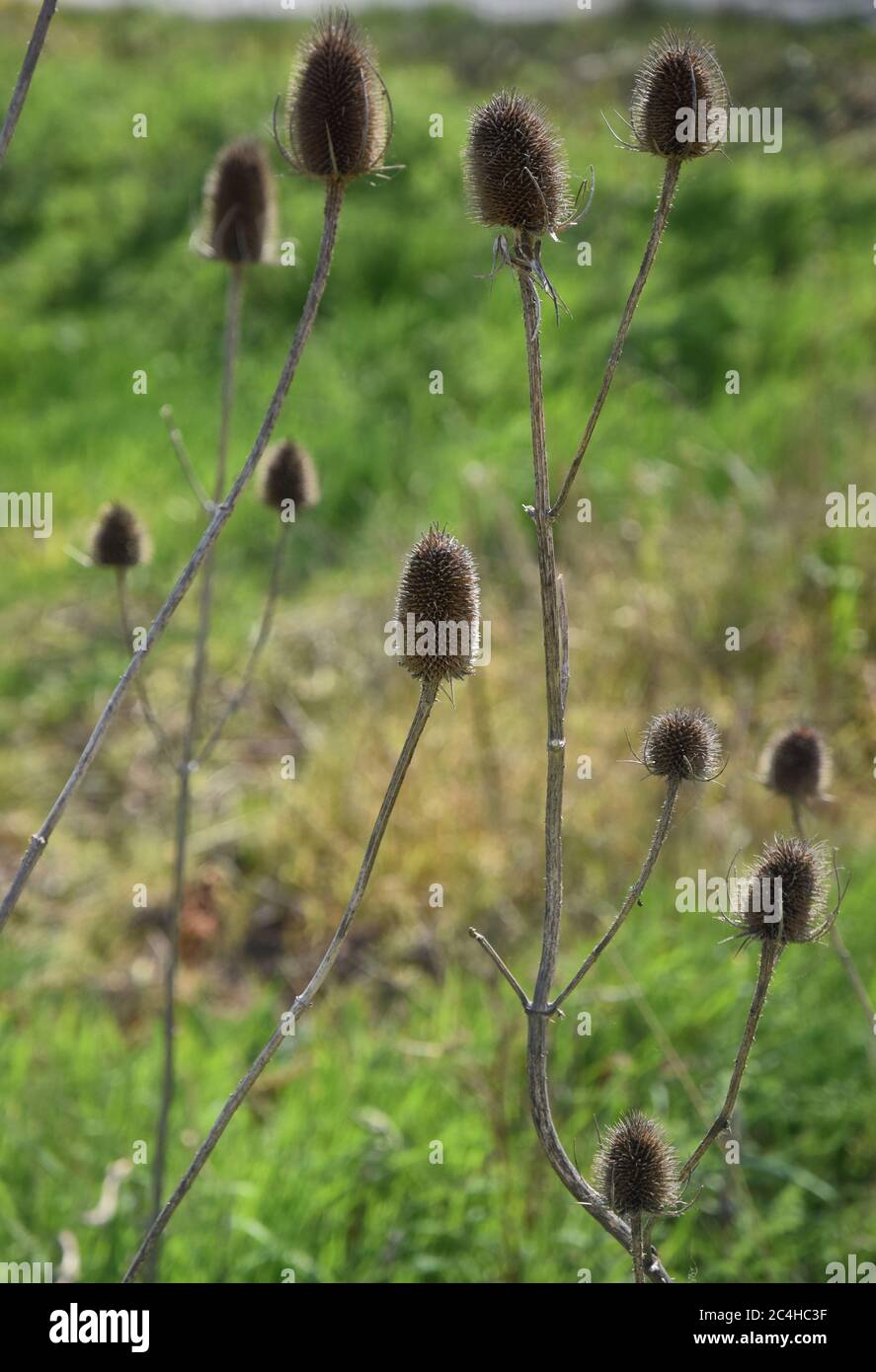 Karde Pflanzen Stockfoto