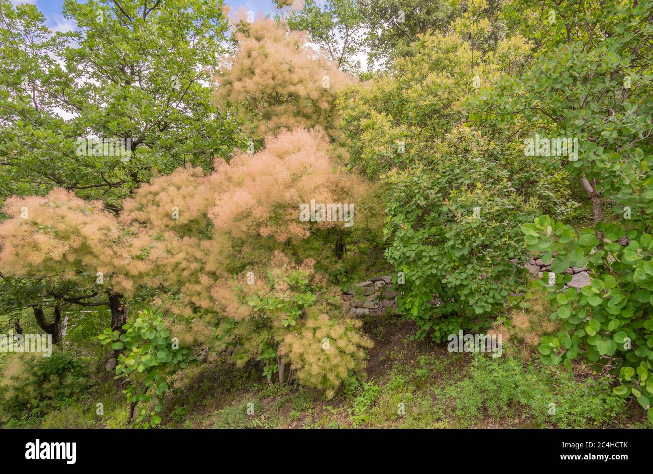 Cotinus Coggygria Young Lady - Rosa Gemeiner Rauchbaum. Blattwerk und Samenköpfe. Garten von Südtirol in Norditalien Stockfoto