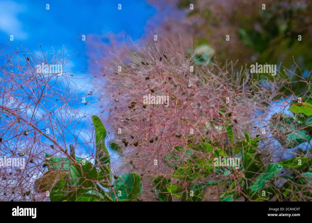 Cotinus Coggygria Young Lady - Rosa Gemeiner Rauchbaum. Blattwerk und Samenköpfe. Garten von Südtirol in Norditalien Stockfoto