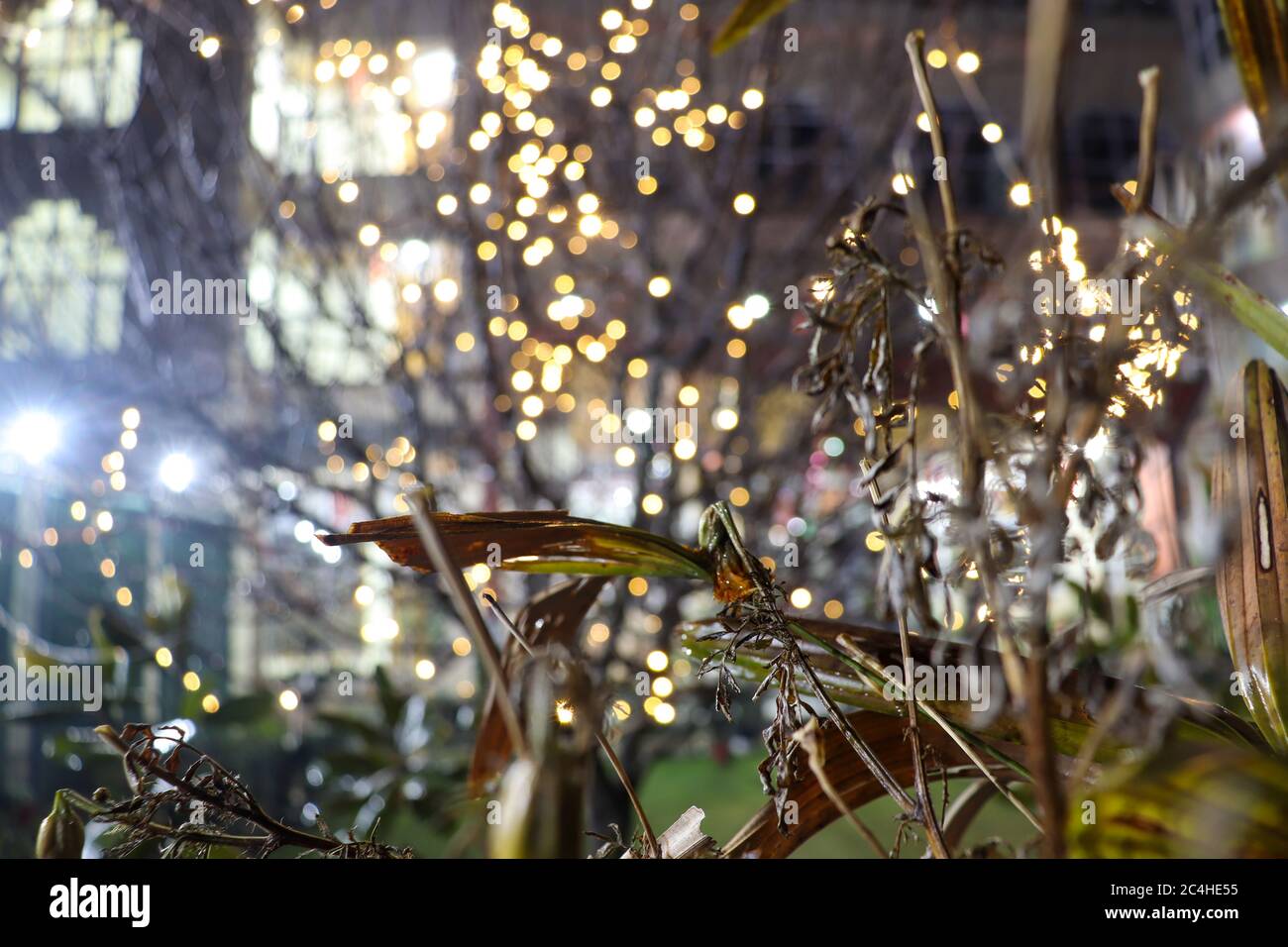 Ein Baum vorne mit Lichtern im Hintergrund. Bokeh-Effekt. Fokus auf Unendlichkeit. Stockfoto