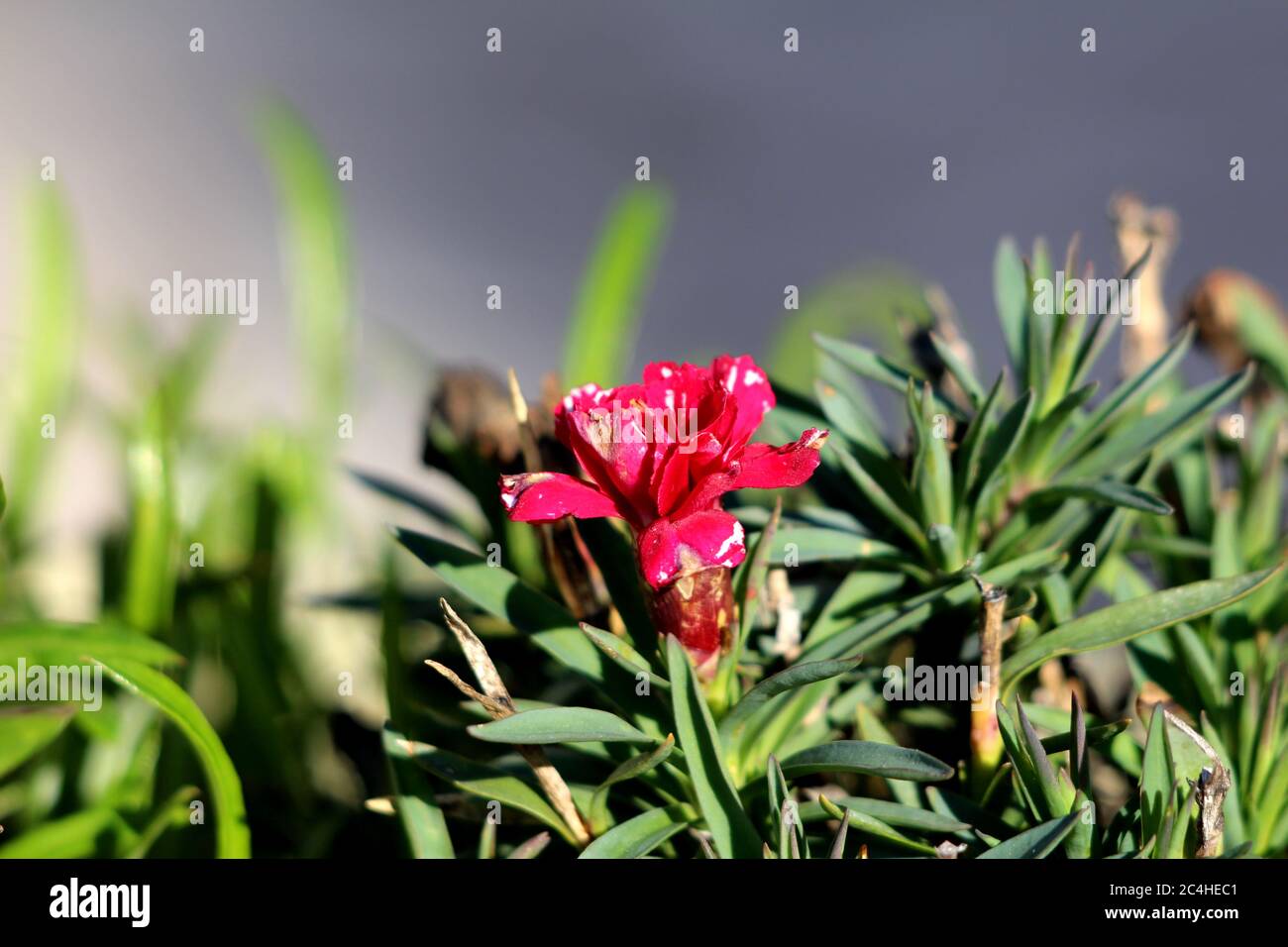 Single Nelke oder Dianthus caryophyllus oder Nelke rosa kleine krautige  mehrjährige rote Blume mit teilweise verwelkten Blütenblättern  Stockfotografie - Alamy