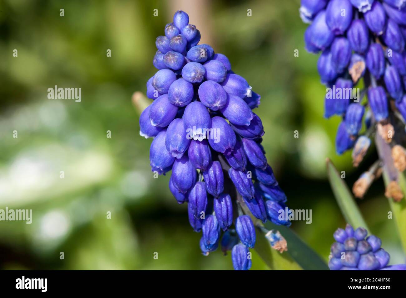 Muscari armeniacum eine frühlingsblaue mehrjährige Zwiebelblume Pflanze allgemein als Traubenhyazinthe oder armenische Traube bekannt Stockfoto
