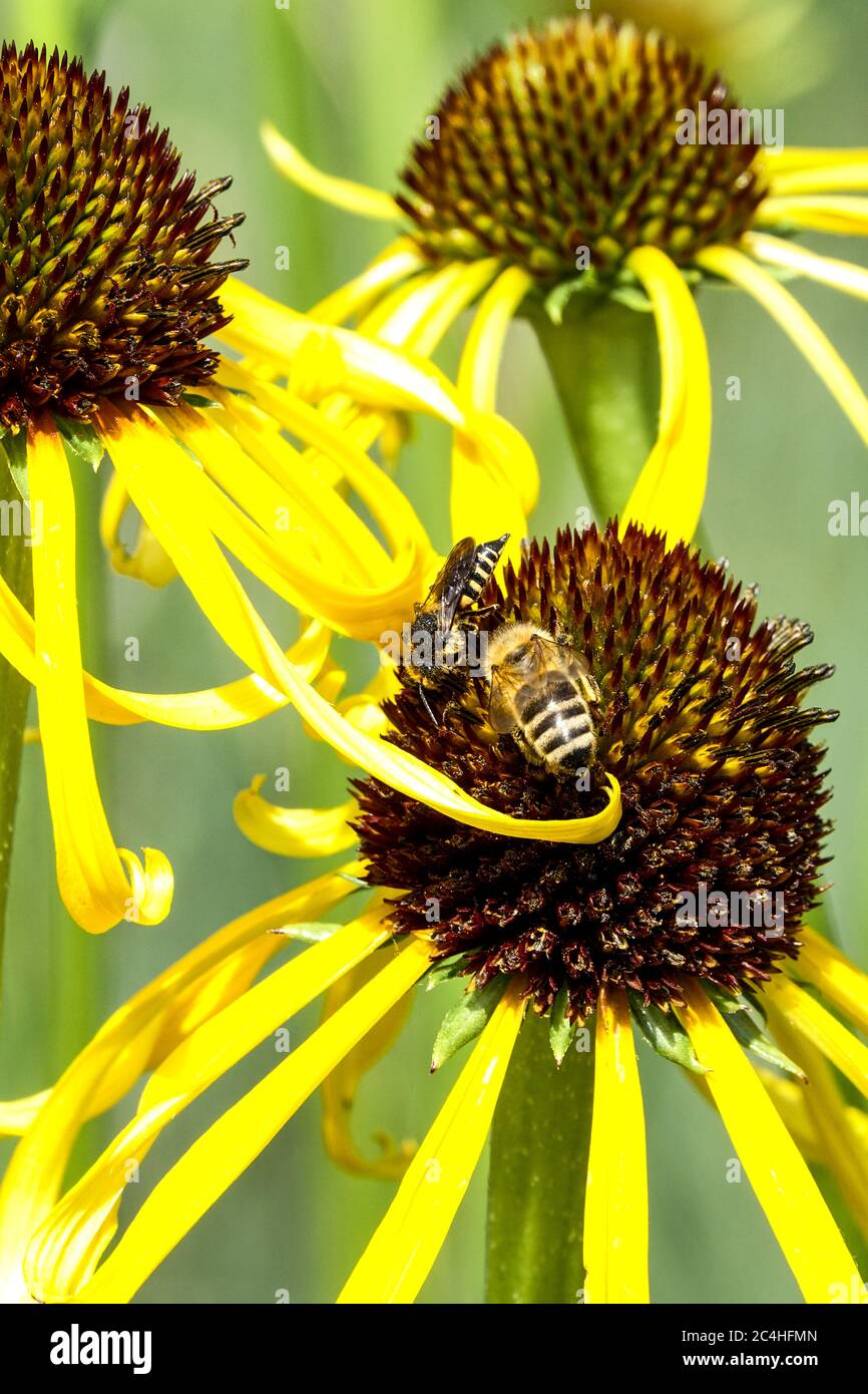 Biene auf Blume Echinacea paradoxa Stockfoto