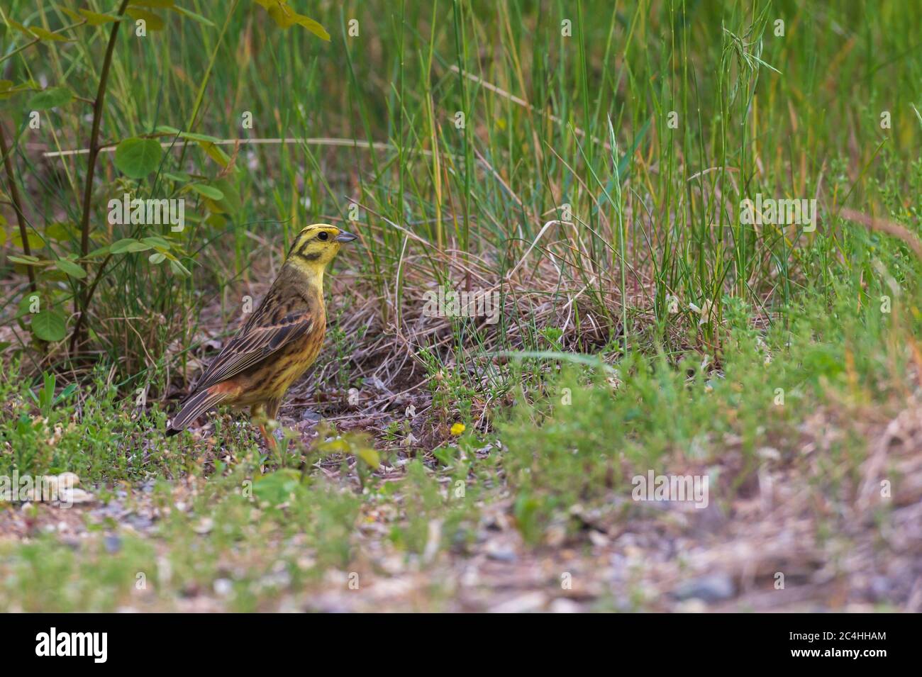 Ein Gelbhammer auf dem Boden auf der Suche nach Nahrung Stockfoto