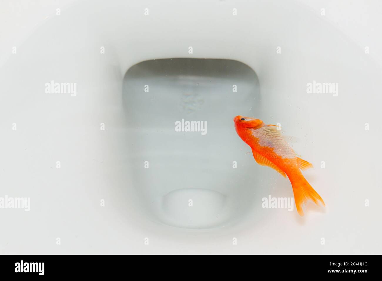 Ein toter Goldfisch schwimmt in einer Toilette. Nahaufnahme. Stockfoto