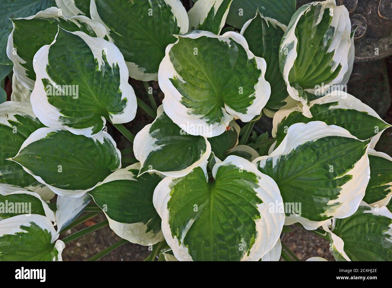 Grün/weiß getündete Husta Blätter Stockfoto