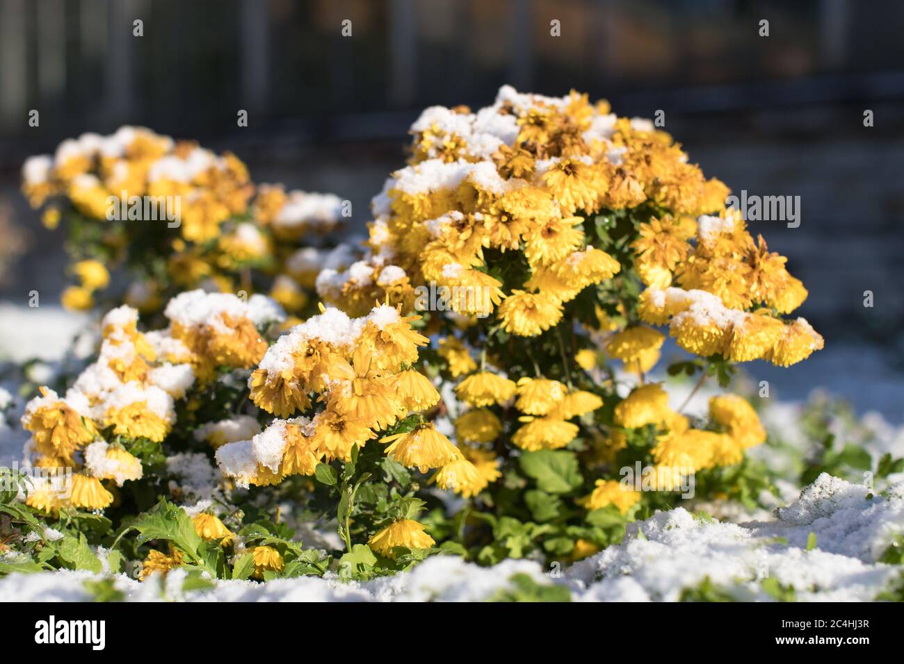 Blick auf Herbst blühende gelbe Chrysantheme Blumen bedeckt mit ersten Schnee an sonnigen Tagen, selektive weichen Fokus. Jahreszeiten in der Natur verändern Stockfoto