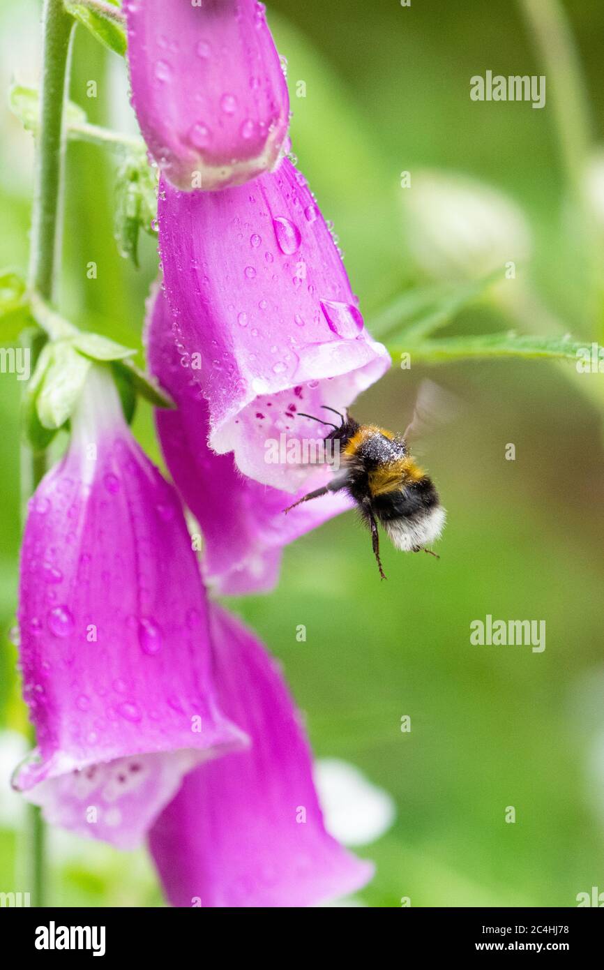 Hummel (Bombus) fliegt in eine Fuchshandschuhblume (Digitalis) im Licht Regen Stockfoto