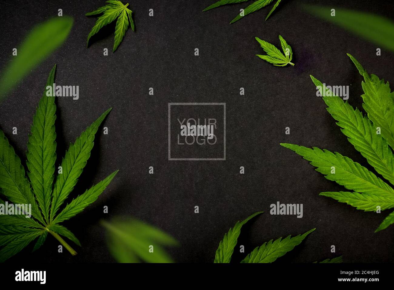 Trendy Muster Blätter von Marihuana, Hanf auf schwarzem Hintergrund Cannabis Hintergrund Stockfoto