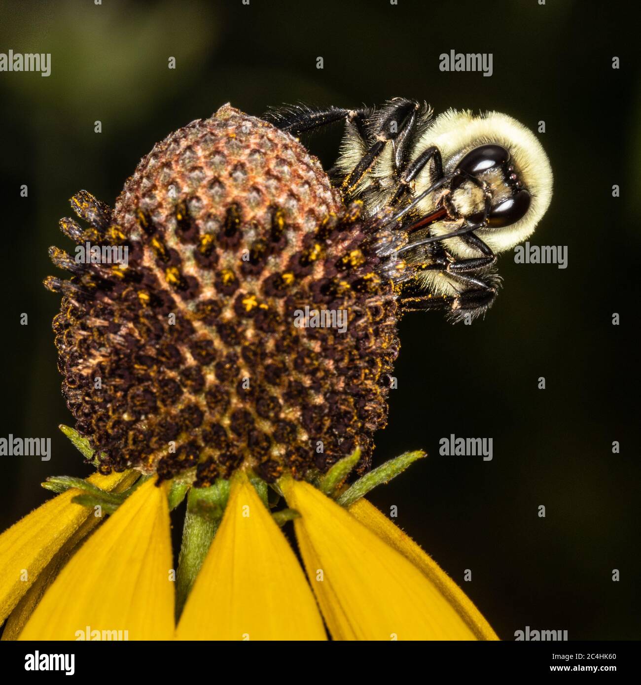 Makroaufnahme einer amerikanischen Bumblebee mit der Zunge, die Nektar von einer Blackeyed Susan sucht Stockfoto