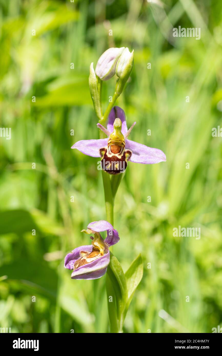 Bienenorchidee (Ophrys apifera) Wildblume im Juni, Großbritannien Stockfoto