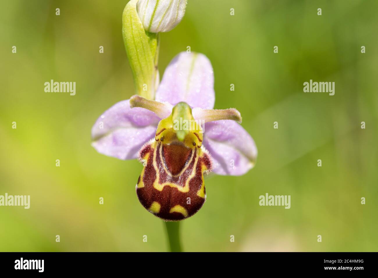 Bienenorchidee (Ophrys apifera) Wildblume im Juni, Großbritannien Stockfoto