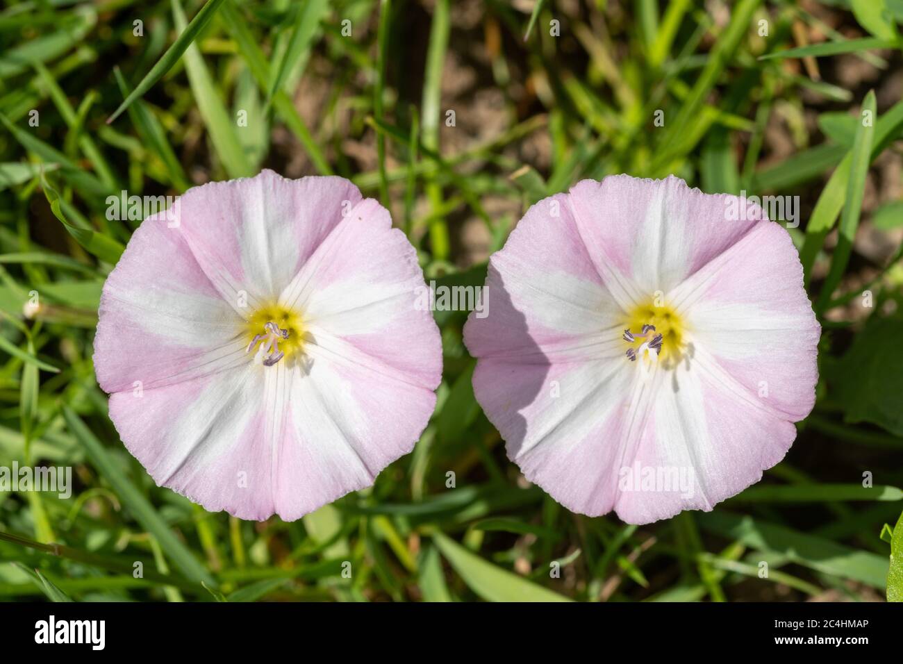 Rosa und weiße Blüten des Unkrauts, Feldbindekraut (Convolvulus arvensis), UK Stockfoto