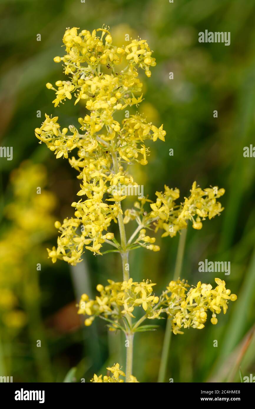 Lady's Bedstraw - Galium verum kleine gelbe Grasland Blume Stockfoto