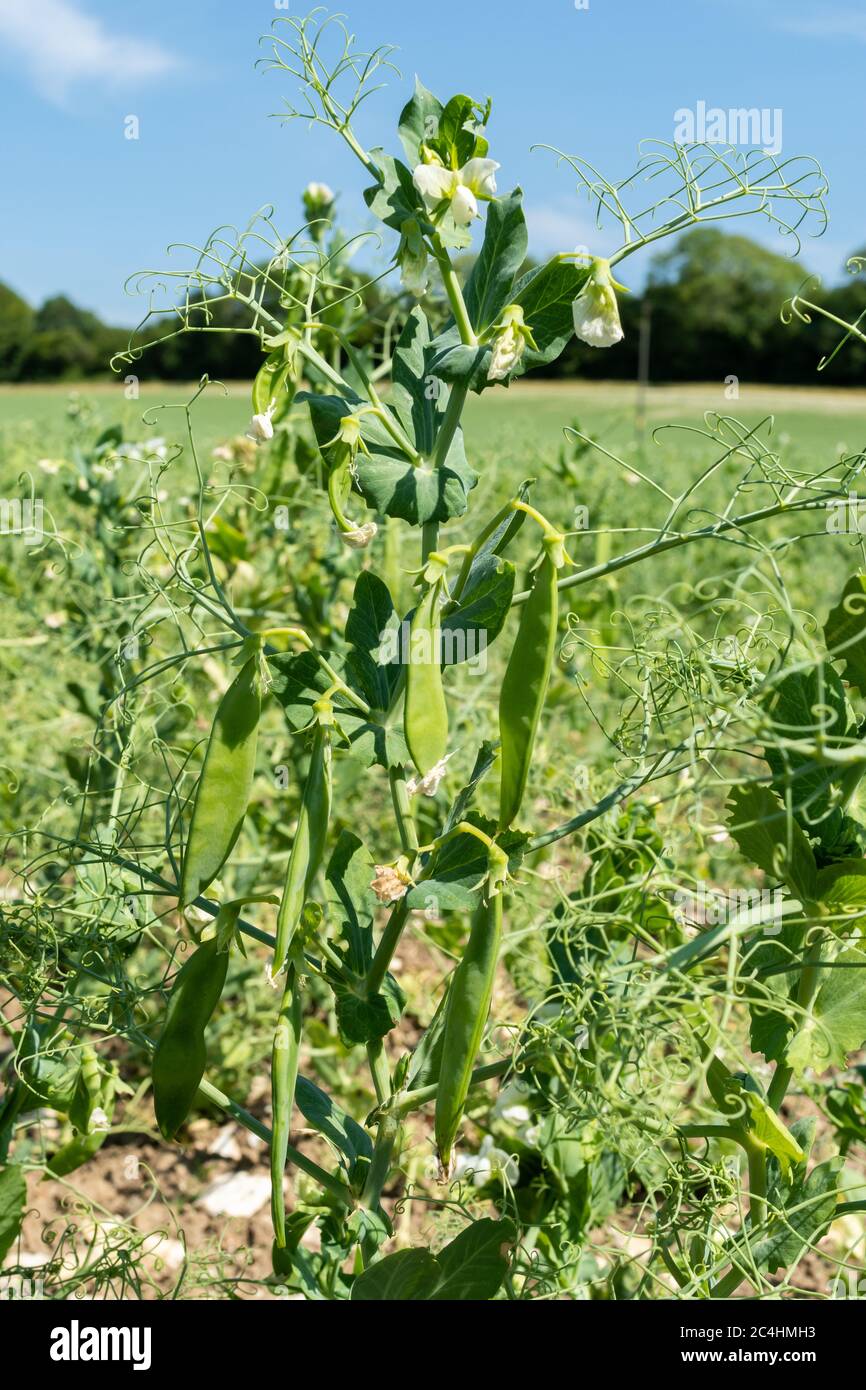 Erbsen in einem Hampshire Feld, Großbritannien. PEA-Pflanze (Pisum sativum) mit Hülsen. Stockfoto