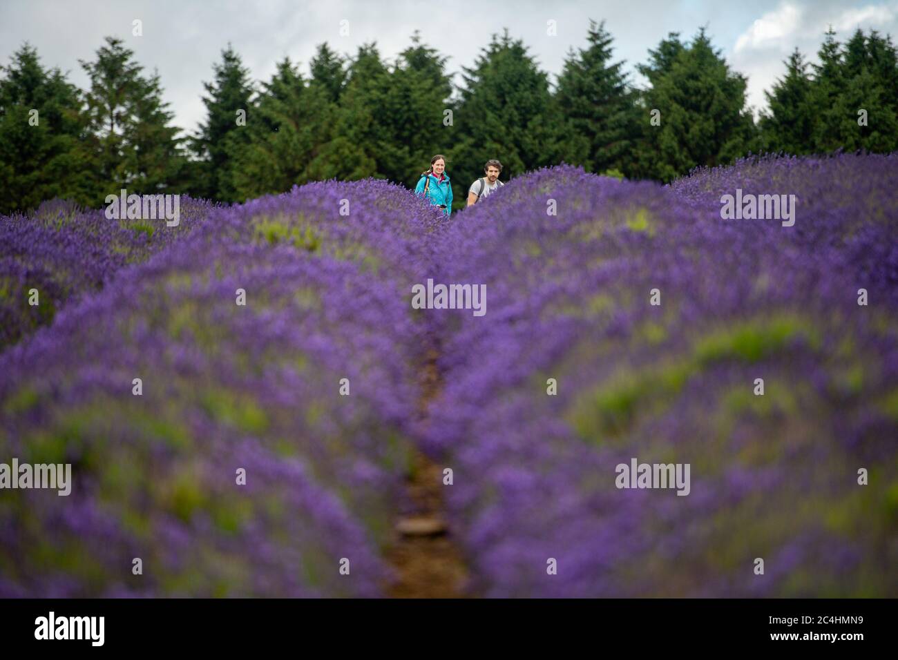 Die Menschen besuchen Cotswold Lavender in Snowshill, in der Nähe des Broadway in Worcestershire. Sonnenschein und Duschen werden für einen Großteil von England und Wales am Samstag prognostiziert, mit Temperaturen um 22 Grad (71.6F) zu schweben. Stockfoto