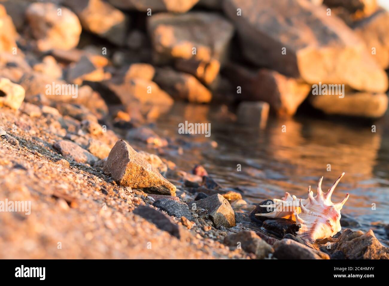 Schöne Muscheln an der Küste zwischen den Steinen Stockfoto