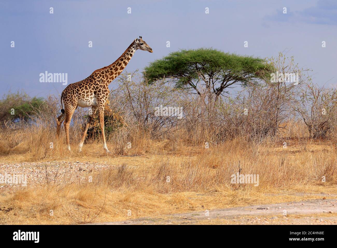 Weibliche Masai Giraffe, die durch die afrikanische Savanne geht Stockfoto