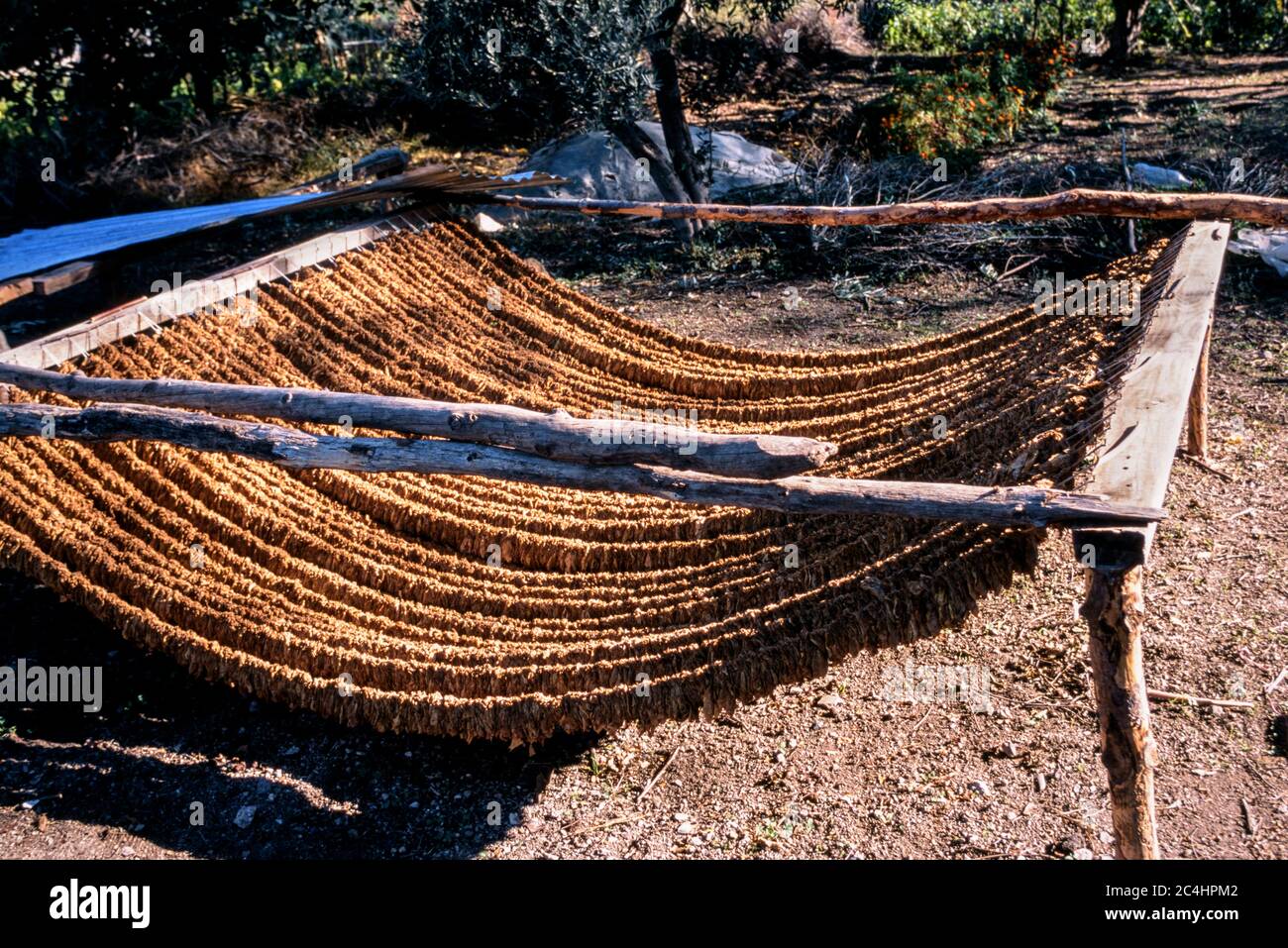 Tabak Ernte Trocknen in der Sonne Uzumla Türkei 2002 Stockfoto