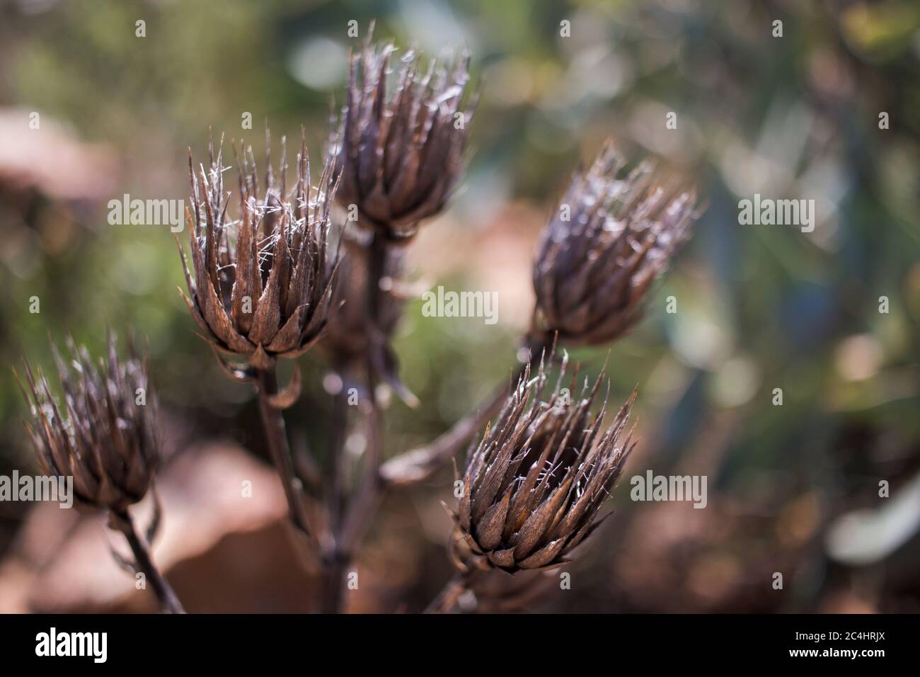 Details von abgestorbenen Samenköpfen einer Fynbos-Pflanze. Stockfoto