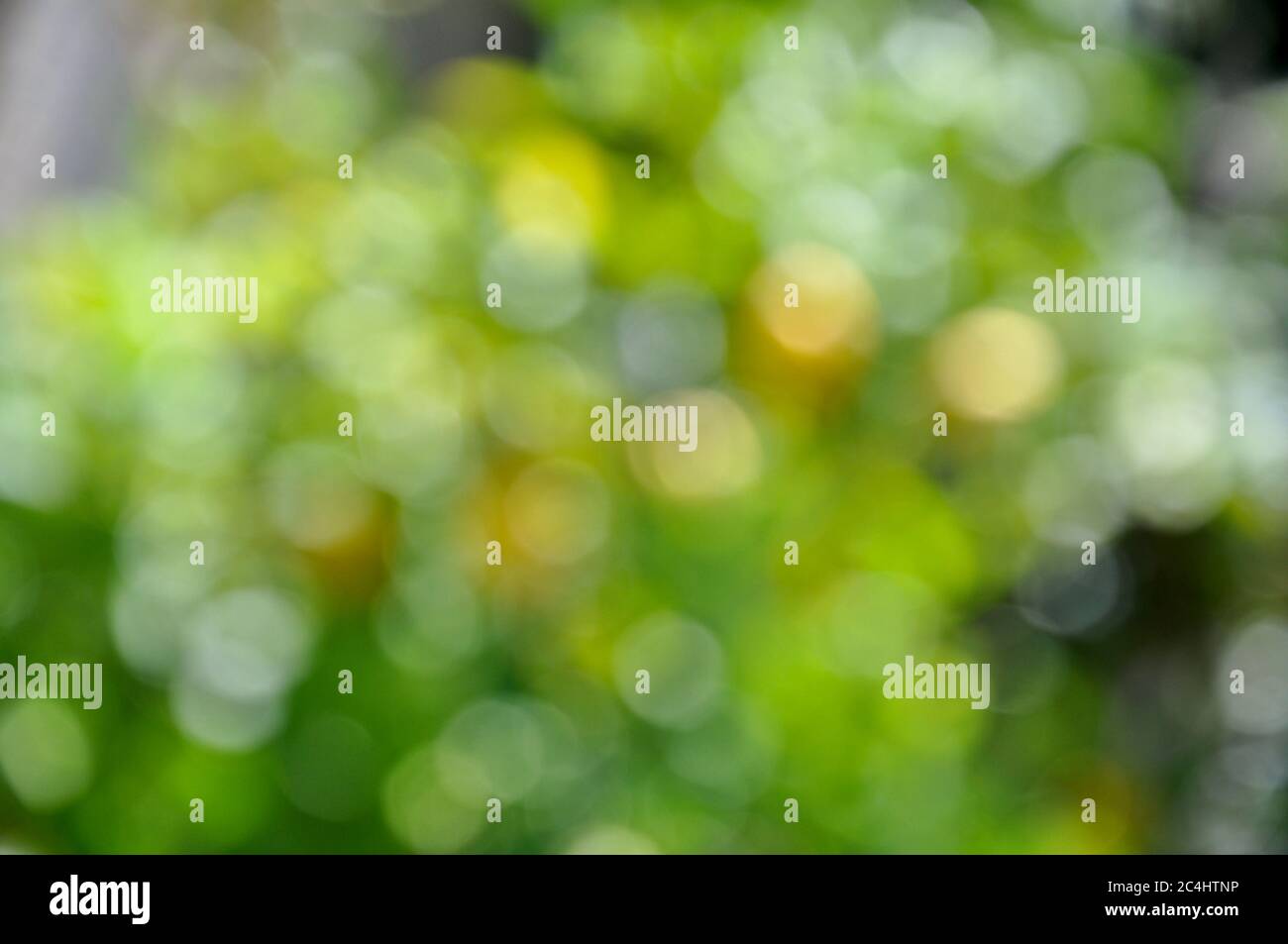 Abstrakter grüner Bokeh Hintergrund.Frühling abstrakter Hintergrund, verschwommenes Sonnenlicht - Bokeh. Stockfoto