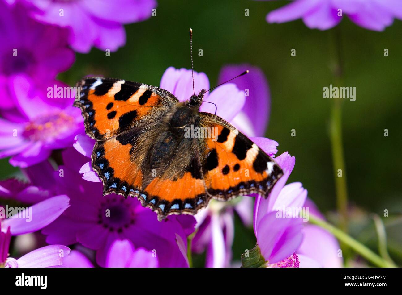 Schildkrötenschellerschmetterling Montrose, Schottland Großbritannien Stockfoto