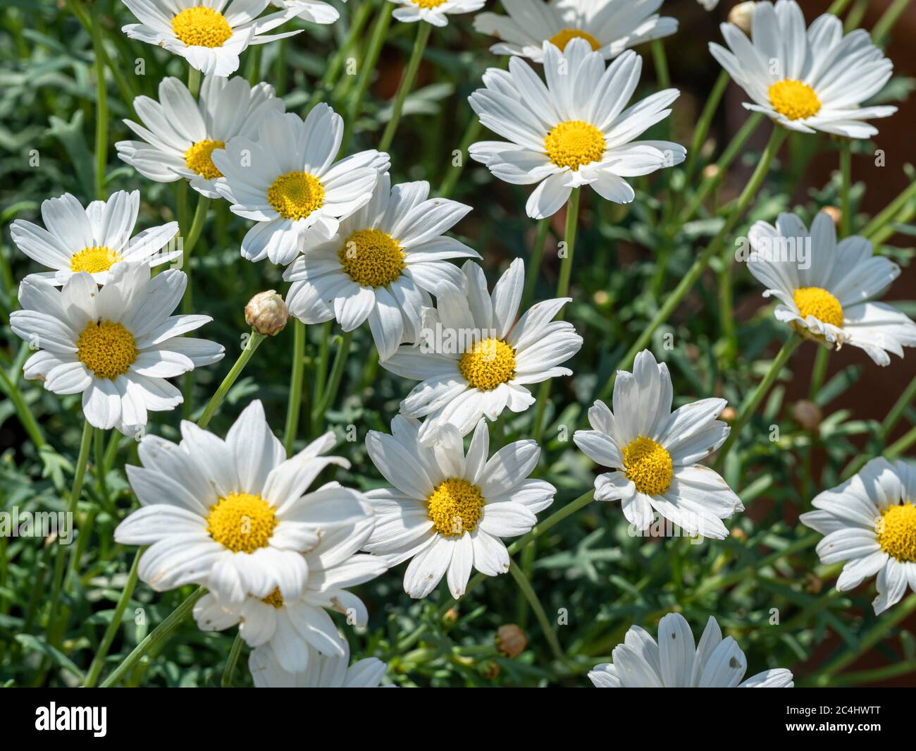 Nahaufnahme von schönen weißen Gänseblümchen, die Sonnenlicht in einem Garten fangen Stockfoto
