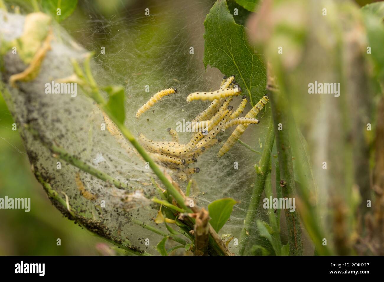 Raupen oder Larven der Spindel Ermine Motte, Yponomeuta cagnagella, in ihrem seidenen Gewebe. North Dorset England GB Stockfoto