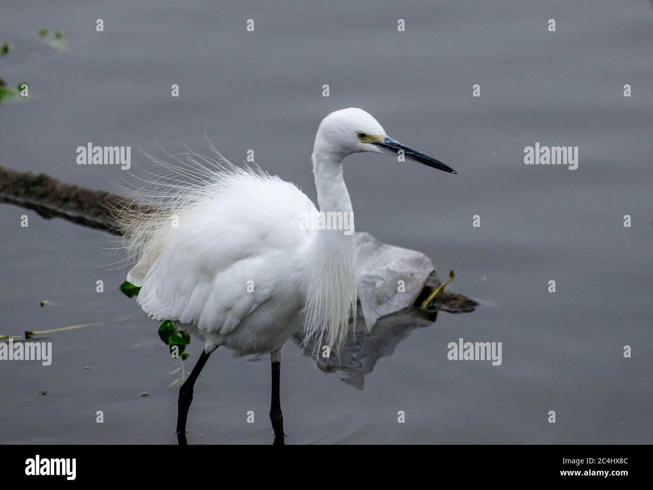 Great Reiher, Bharatpur Bird Sanctuary, Rajasthan Stockfoto