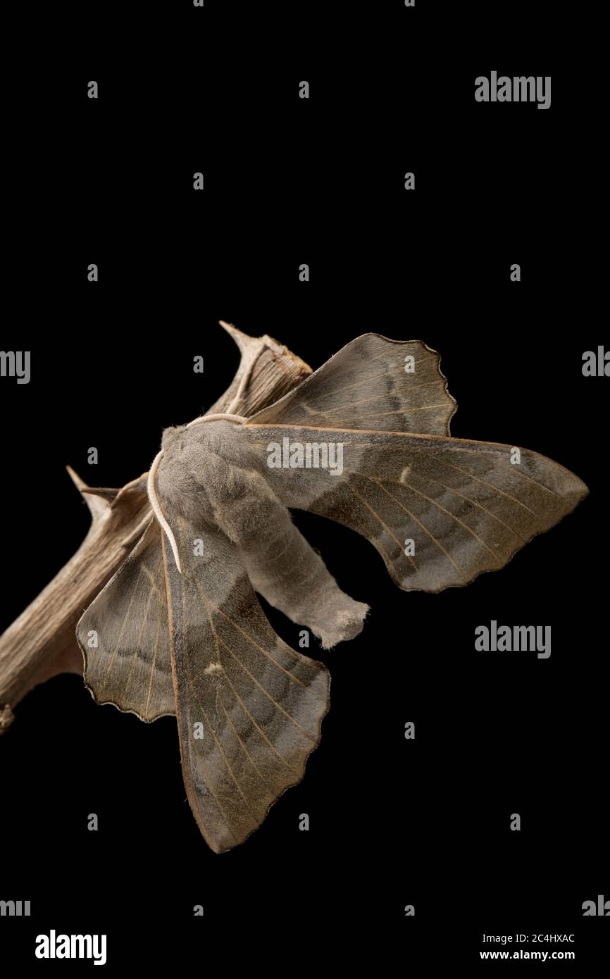 Ein männlicher Pappelhawkmoth, Laothoe populi, vor der Veröffentlichung auf einem Bramble-Stamm in einem Studio auf schwarzem Hintergrund fotografiert. North Dorset England GB Stockfoto