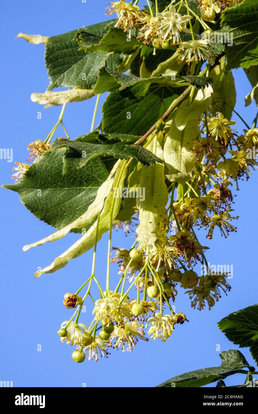 Littleleaf Lindenblüte Tilia cordata Blume Stockfoto