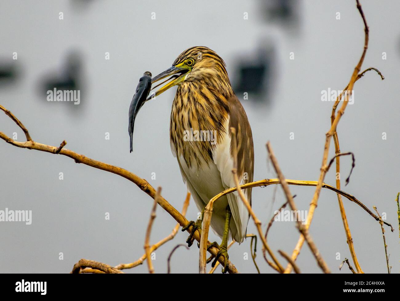 Indian Teich Reiher (Ardeola greyii) mit einem Fisch in seinem Schnabel, Bharatpur Bird Sanctuary Stockfoto