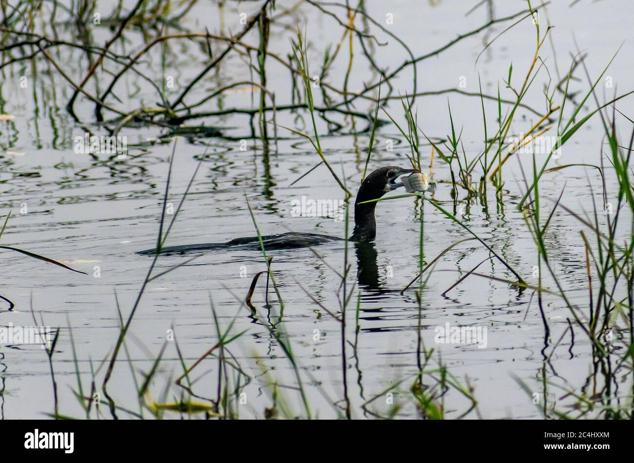 Flightless Kormorane Jagd Fisch in einem See, Indien Stockfoto