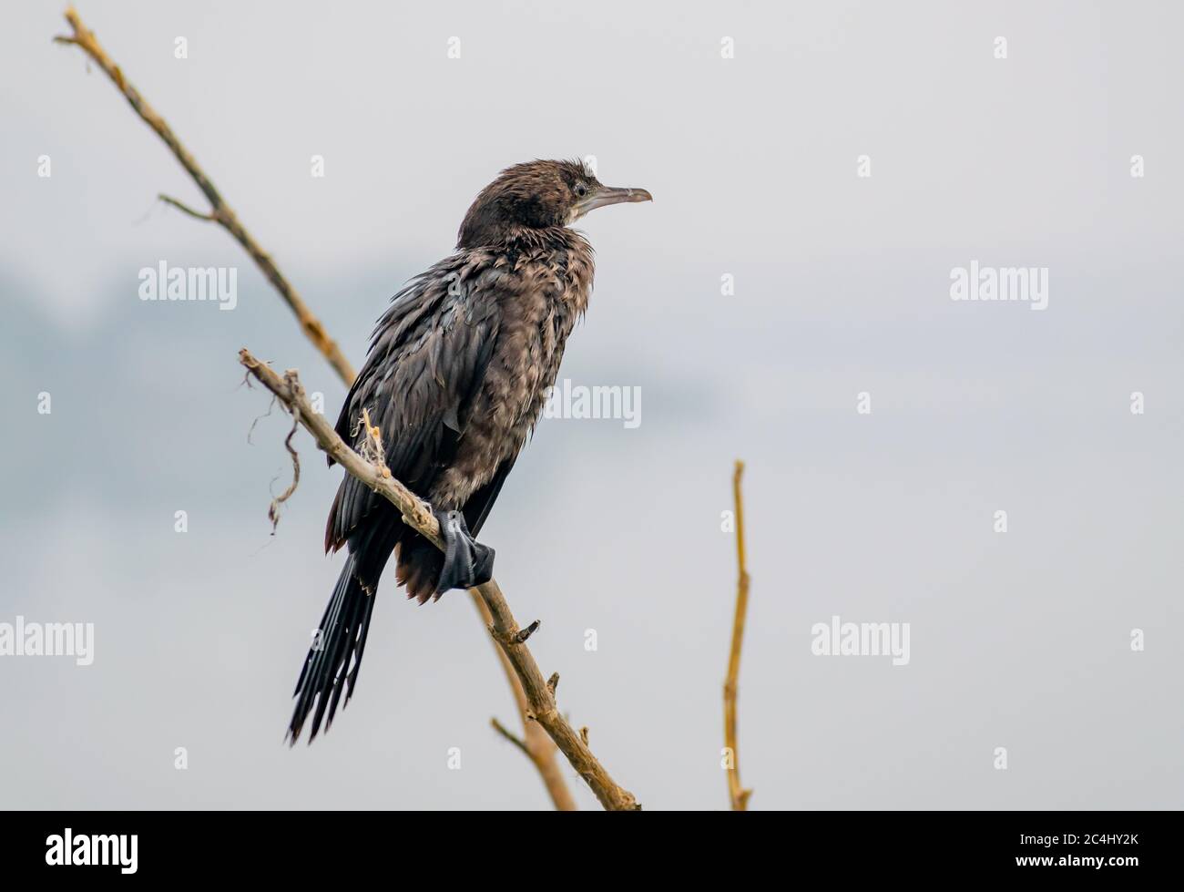 Flightless Kormorane auf einem See in Indien Stockfoto