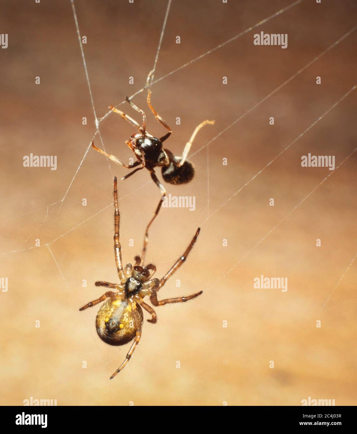 Wandspinne, Zygiella X-notata, Weibchen mit gefangener Ameise im Netz Stockfoto