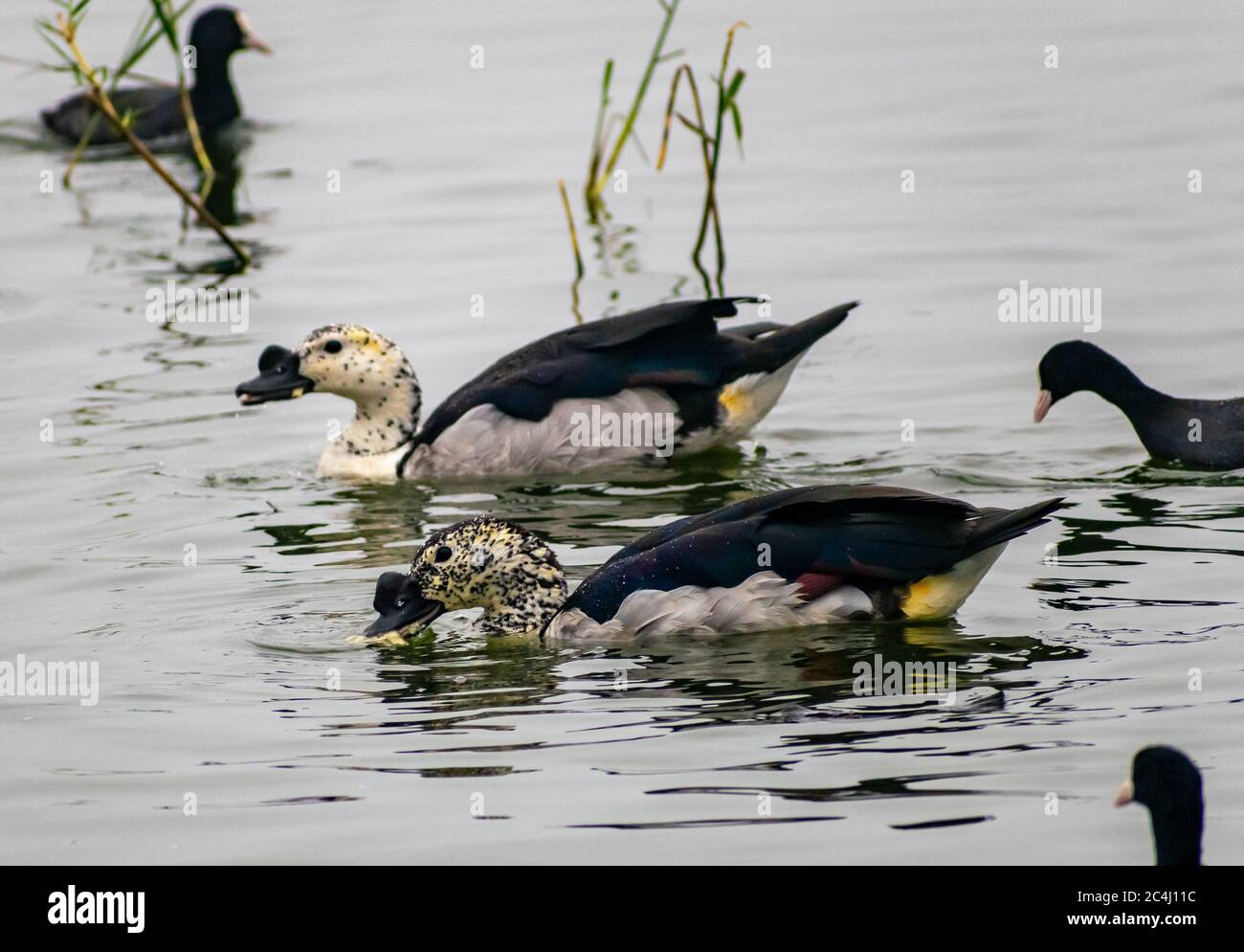 Enten schwimmen in einem See in Indien Stockfoto