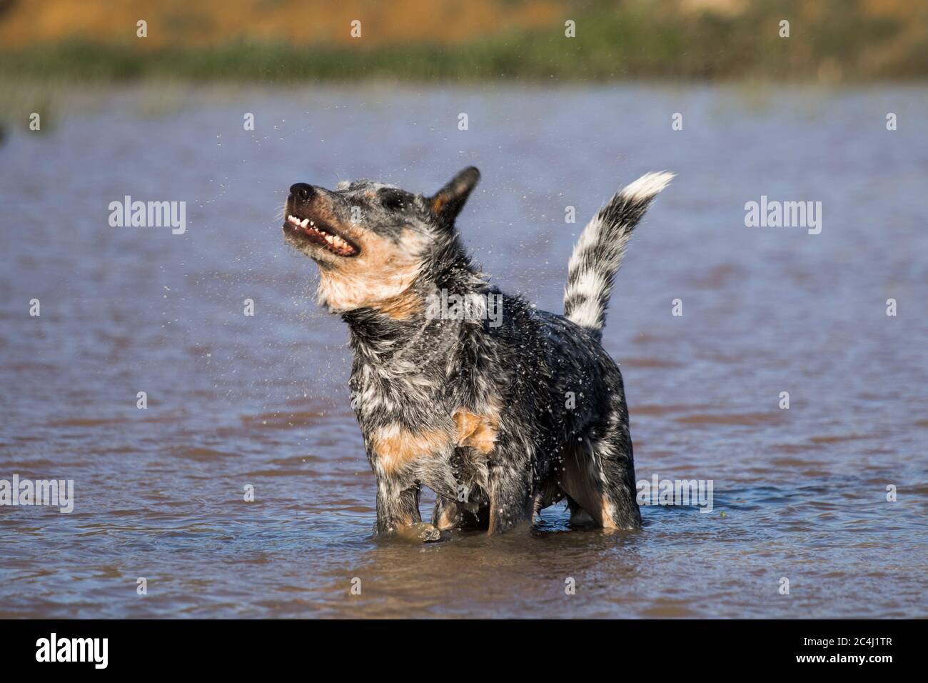 Australischer Rinderhund (Blue Heeler) In einem Fluss stehend, der seinen Mantel abschüttelt Stockfoto