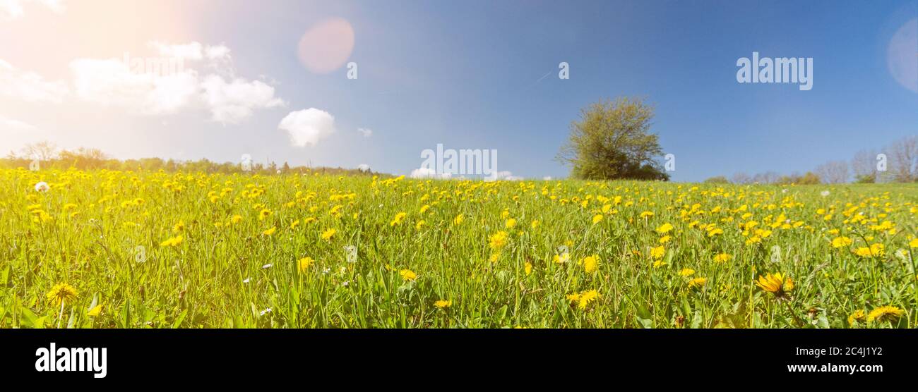 Bannerbild Löwenzahn Blumenwiese mit einsamen Baum im Hintergrund mit szenischer Linsenreflexe Stockfoto