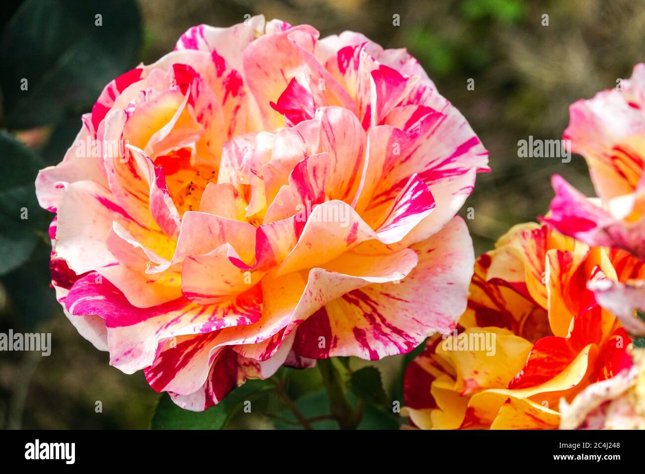 Rose Rosa Maurice Utrillo große Blüten Rosenblüten Stockfoto