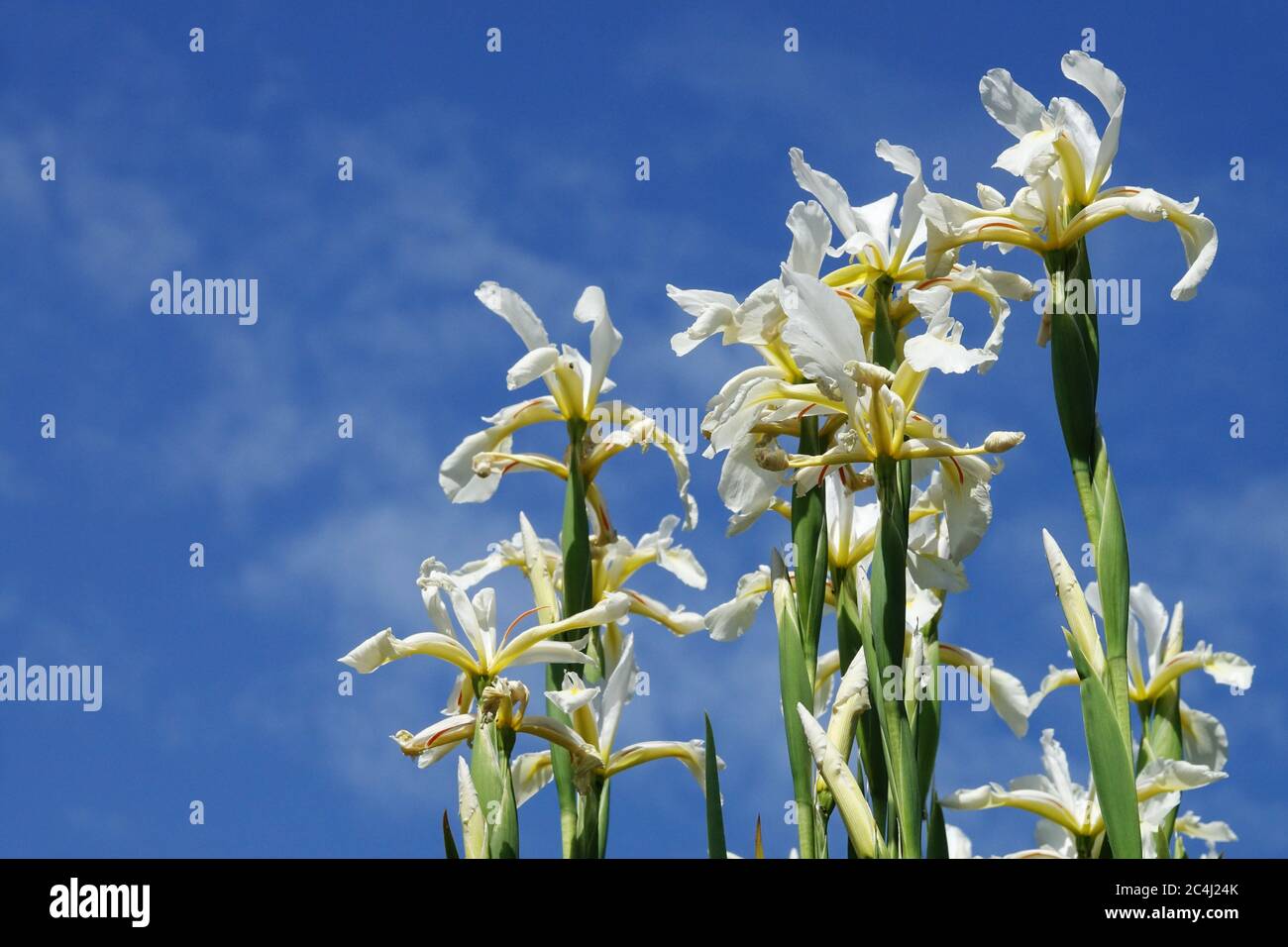 Weiße Juniblumen Iris Spuria Frigjya blauer Himmelshintergrund Iris Stockfoto