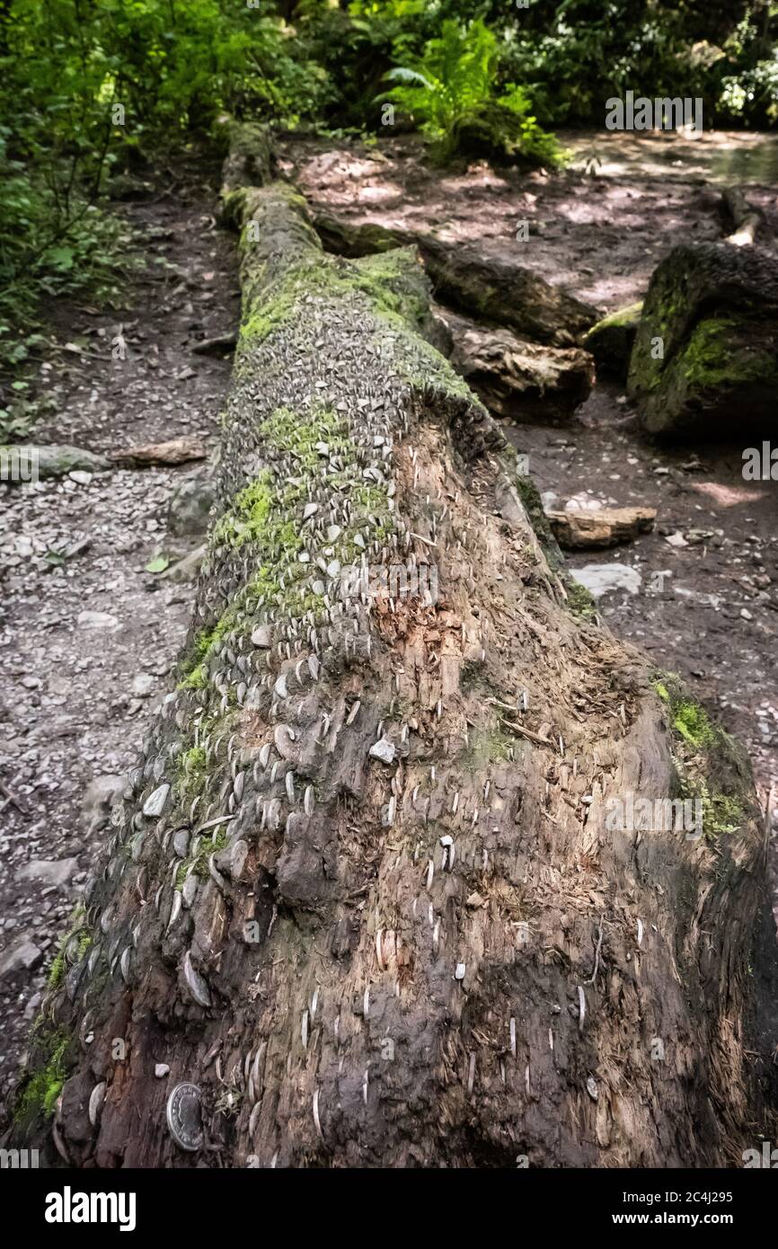 Berühmter 'Money Tree', tief im Wald gesehen. Münzen verschiedener Altersgruppen sind in den Baumstamm eingekeilt zu sehen, hoffentlich um Glück von der Münze zu bringen. Stockfoto