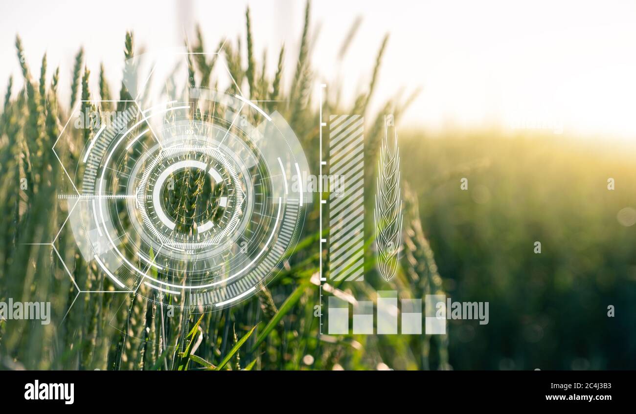 Ähren von Weizen mit Infografiken. Smart Farming und Precision Agriculture 4.0 Stockfoto