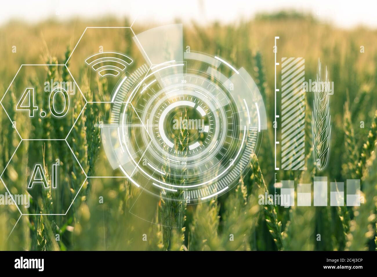 Ähren von Weizen mit Infografiken. Smart Farming und Precision Agriculture 4.0 Stockfoto