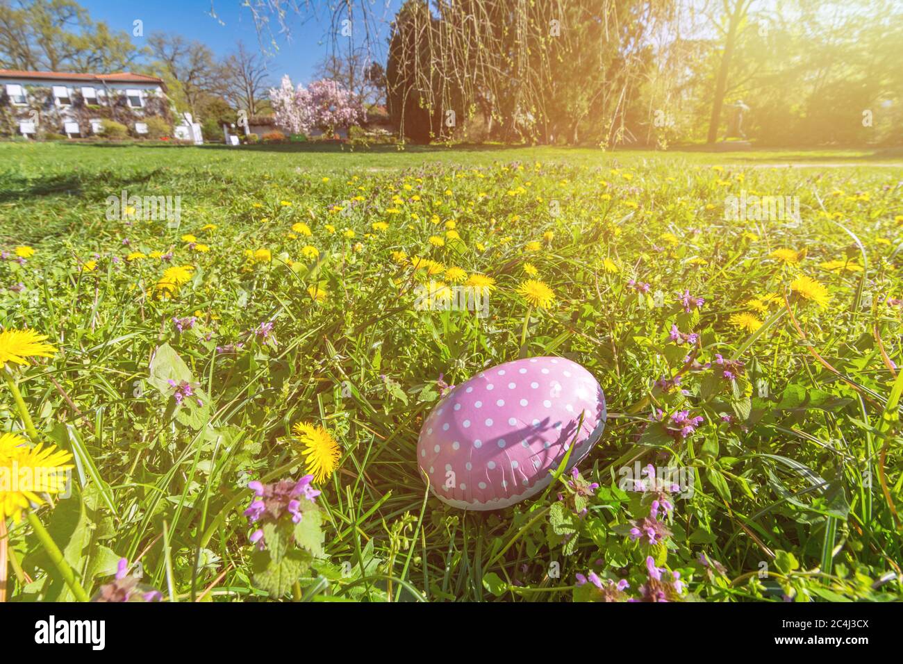 Rosa Osterei auf einer schönen Blumenwiese an einem sonnigen Tag im Frühjahr mit malerischen Sonnenstrahlen Stockfoto
