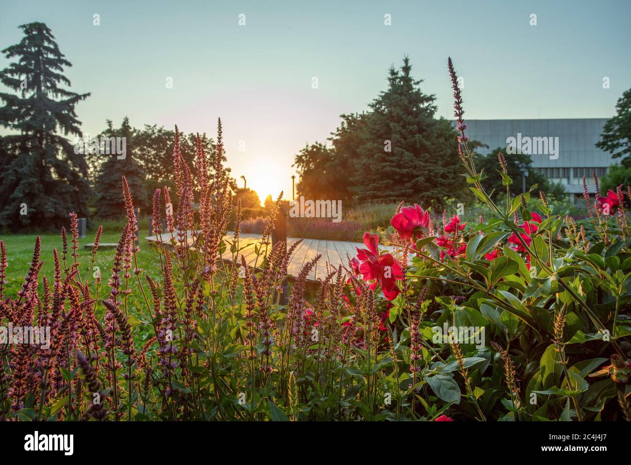 Blühende Pfingstrosen und Salbei - erstaunlicher Juni ibn Muzeon Garten. Schönheit der Natur in Russland im Juni Stockfoto
