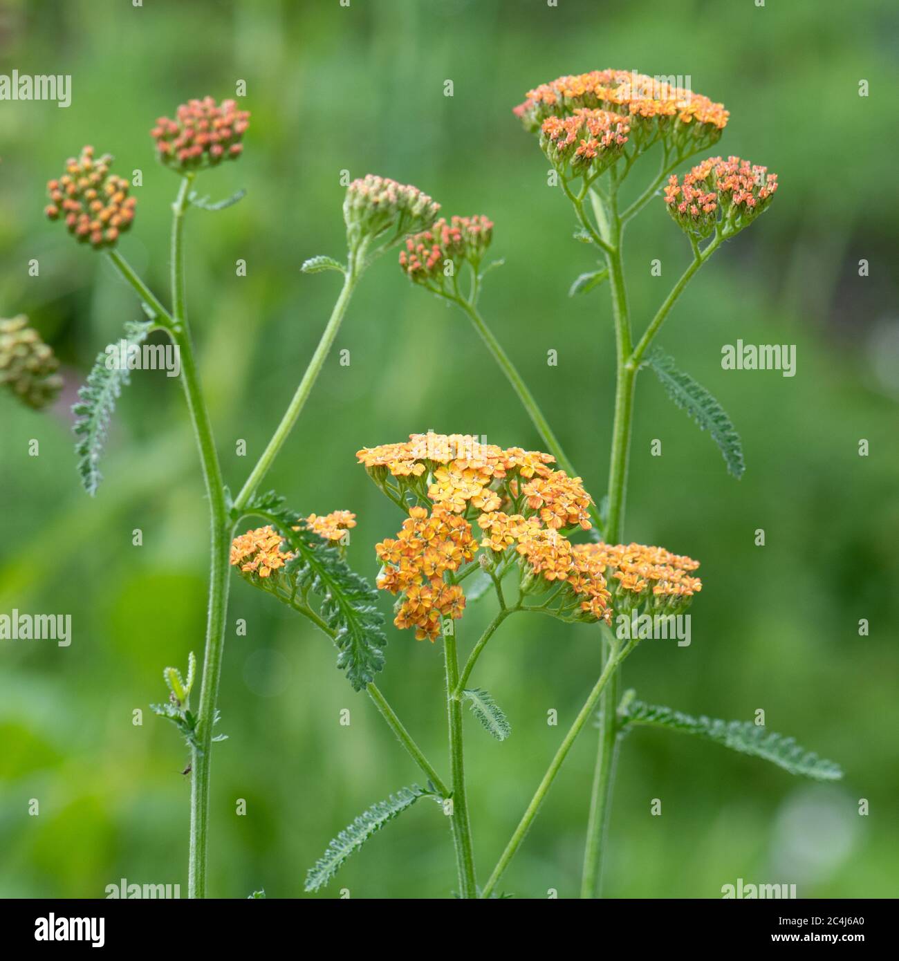 Achillea 'Terracotta' - Jungpflanzen wachsen im Juni Garten - Schottland, Großbritannien Stockfoto