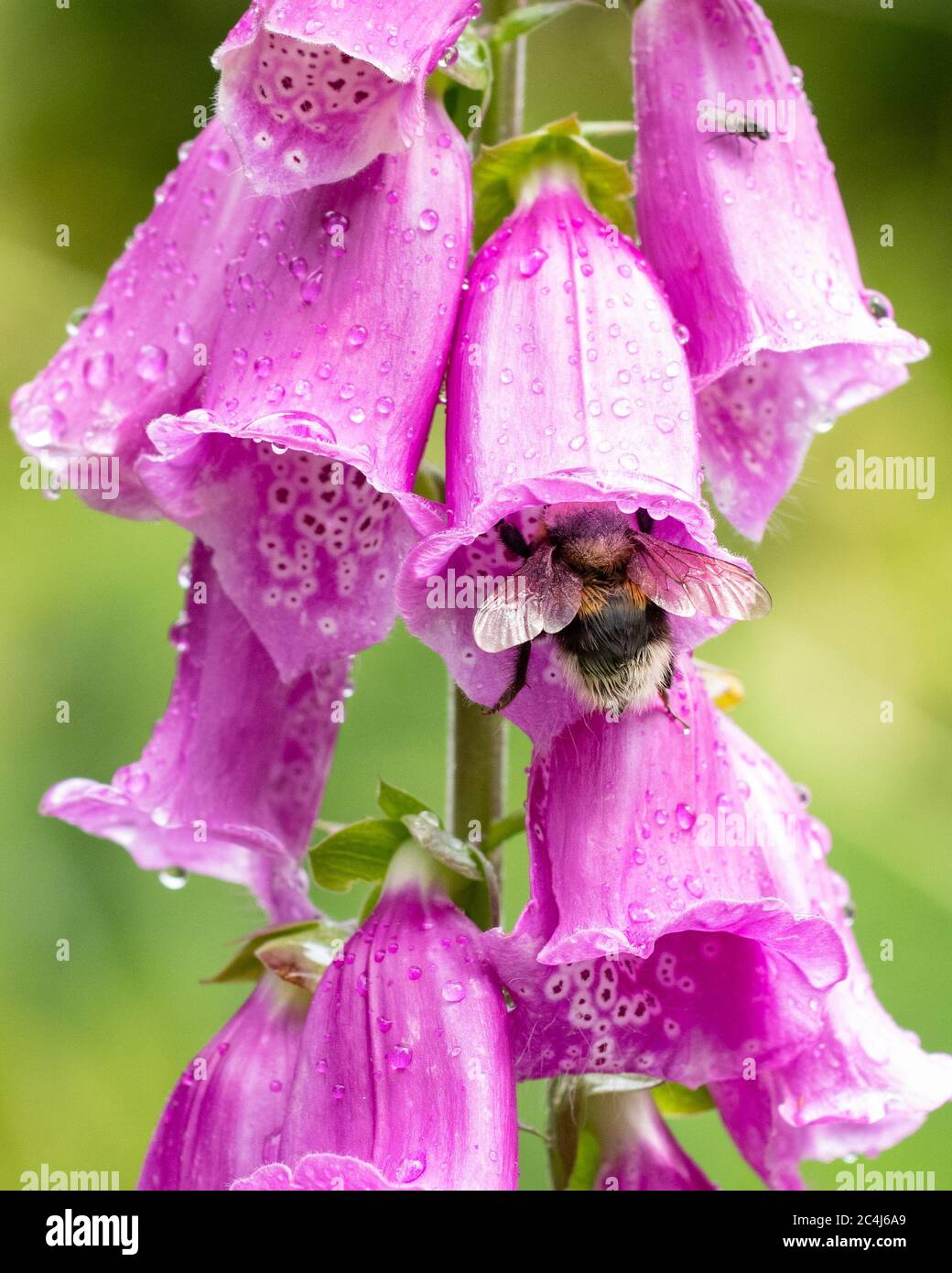 Hummel sammelt Nektar von Füchshandschuhen während des Regens - Schottland, Großbritannien Stockfoto