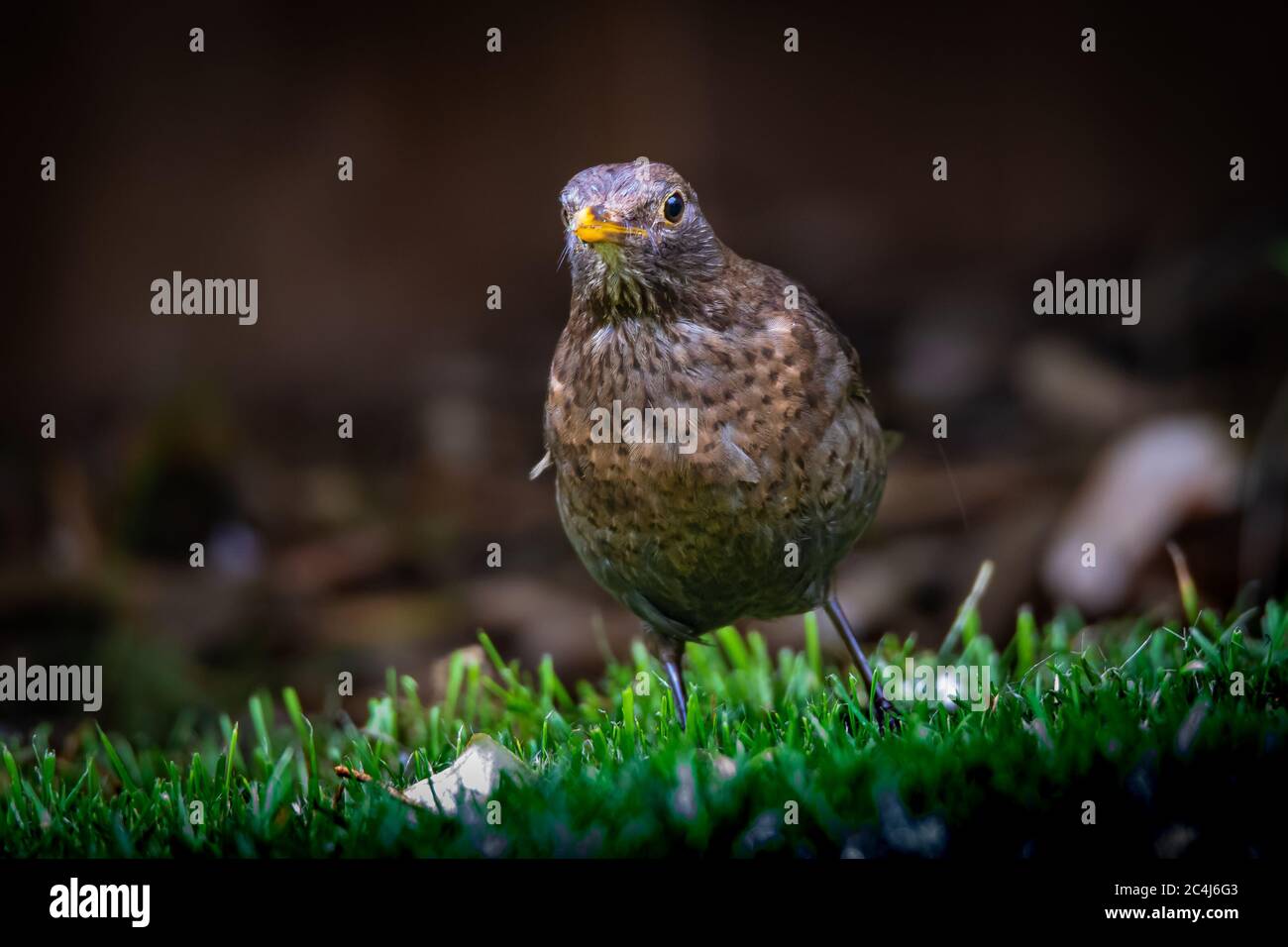 Amsel turdus merula mit einem wurm im schnabel Fotos und Bildmaterial